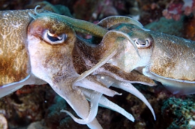 Birmanie - Mergui - 2018 - DSC03221 - Broadclub cuttlefish - Seiche - Sepia latimanus